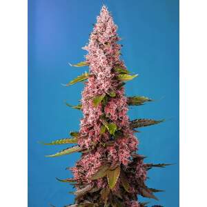 Sweet Seeds Red Hot Cookies 5 pcs feminised