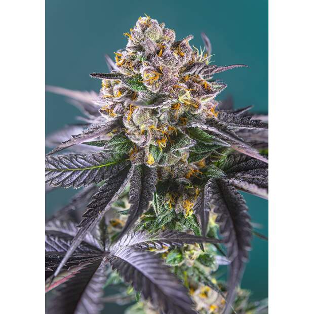 Sweet Seeds Red Strawberry Banana Auto 3 pcs feminised