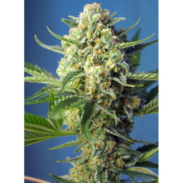 Sweet Seeds S.A.D. Sweet Afgani Delicious Auto 3 pcs feminised