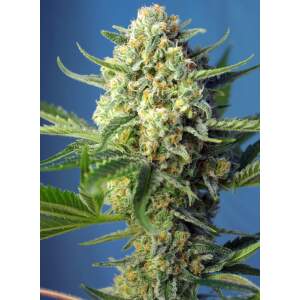Sweet Seeds S.A.D. Sweet Afgani Delicious Auto 3 pcs...