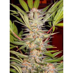 Sweet Seeds S.A.D. Sweet Afgani Delicious F1 Fast Version...