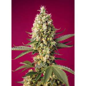 Sweet Seeds Skywalker OG Runtz XL Auto 3 pcs feminised