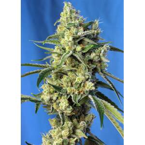 Sweet Seeds Sweet Amnesia Haze 5 pcs feminised