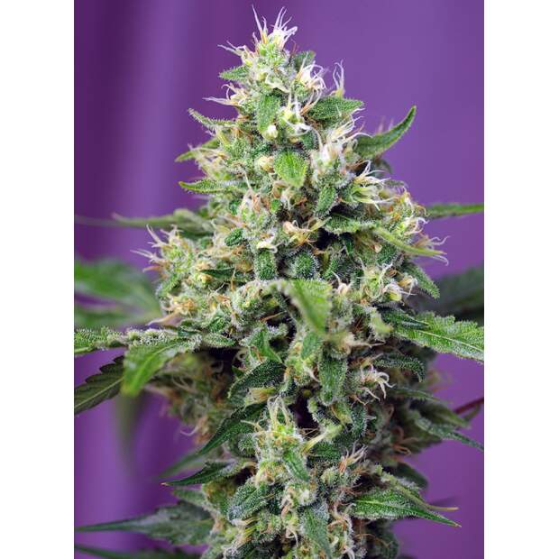 Sweet Seeds Sweet Amnesia Haze XL Auto 3 pcs feminised