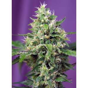 Sweet Seeds Sweet Amnesia Haze XL Auto 3 pcs feminised