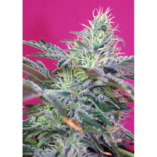 Sweet Seeds Sweet Cheese Auto 5 Stk feminisiert