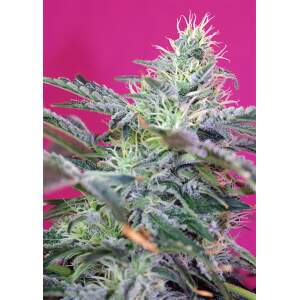 Sweet Seeds Sweet Cheese Auto 5 pcs feminised