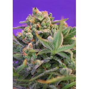 Sweet Seeds Sweet Cheese F1 Fast Version 3 Stk feminisiert