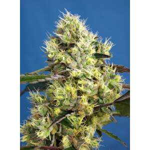 Sweet Seeds Sweet Gelato Auto 5 pcs feminised