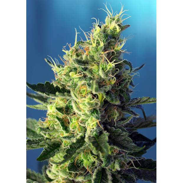 Sweet Seeds Sweet Pure CBD 3 Stk feminisiert