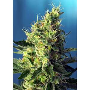 Sweet Seeds Sweet Pure CBD 3 Stk feminisiert
