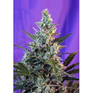 Sweet Seeds Sweet Skunk Auto 5 Stk feminisiert