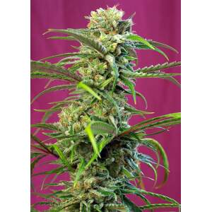 Sweet Seeds Sweet Tai 3 pcs feminised