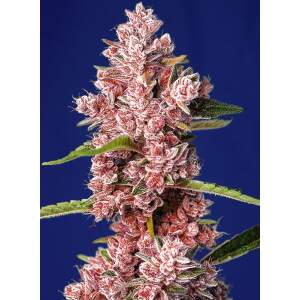 Sweet Seeds Tropicanna Poison F1 Fast Version 3 Stk...