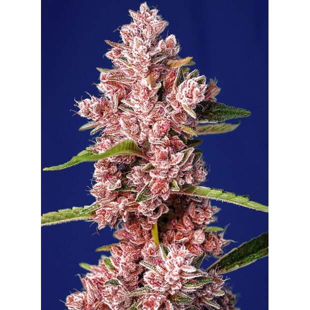 Sweet Seeds Tropicanna Poison F1 Fast Version 5 pcs feminised