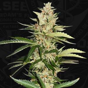T.H. Seeds Banana Candy Krush - Free 710 Limited 7+1 Pack...