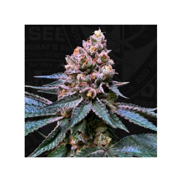 T.H. Seeds Black Apple Hitchcock 6 Stk feminisiert
