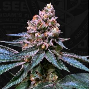T.H. Seeds Black Apple Hitchcock 6 Stk feminisiert