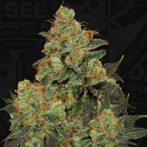 T.H. Seeds Bubblegum - Free 710 Limited 7+1 Pack 6 pcs...