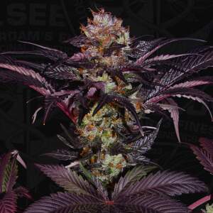 T.H. Seeds French Macaron - Gelato 33 X French Cookies 2...