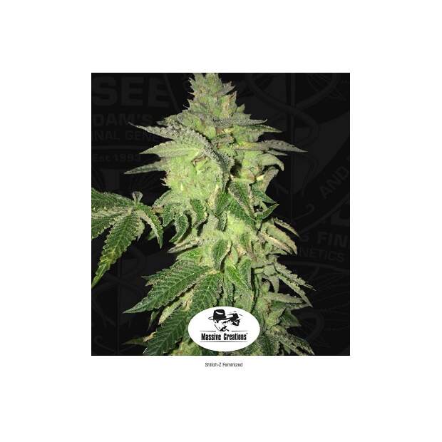 T.H. Seeds Shiloh Z 5 Stk feminisiert