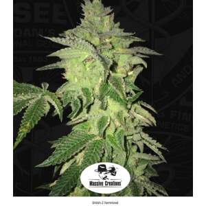 T.H. Seeds Shiloh Z 5 Stk feminisiert