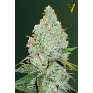Victory Seeds Auto Amnesia Haze 10 Stk feminisiert