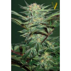 Victory Seeds Auto White Widow 5 Stk feminisiert