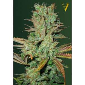 Victory Seeds Seemango 10 Stk feminisiert