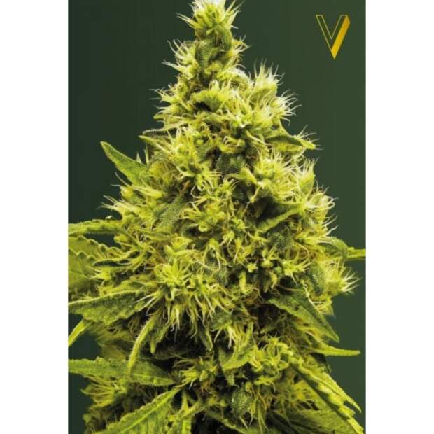 Victory Seeds White Widow 5 Stk feminisiert