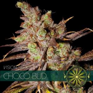 Vision Seeds Choco Bud 5 Stk feminisiert