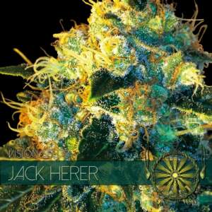 Vision Seeds Jack Herer 3 pcs feminised