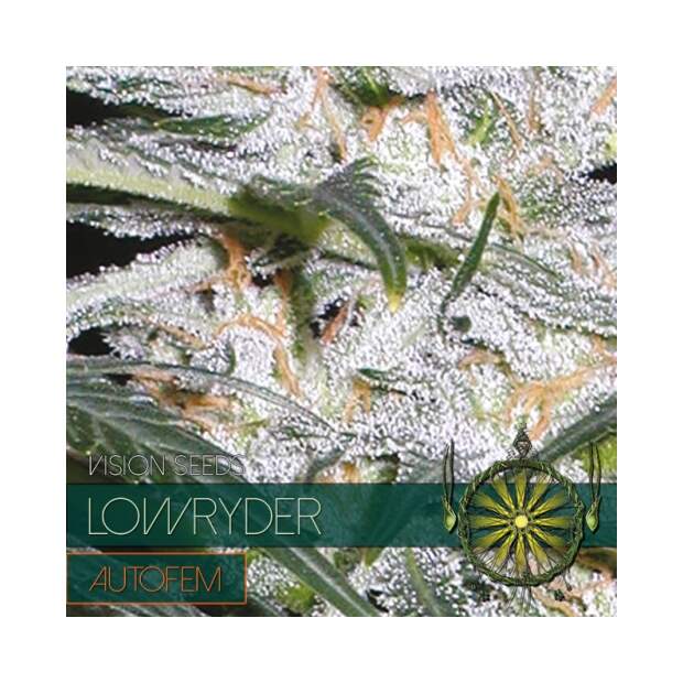 Vision Seeds Lowryder Auto 5 Stk feminisiert