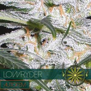 Vision Seeds Lowryder Auto 5 Stk feminisiert