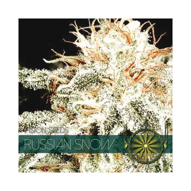 Vision Seeds Russian Snow 5 pcs feminised