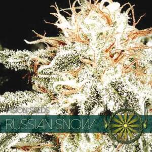 Vision Seeds Russian Snow 5 pcs feminised