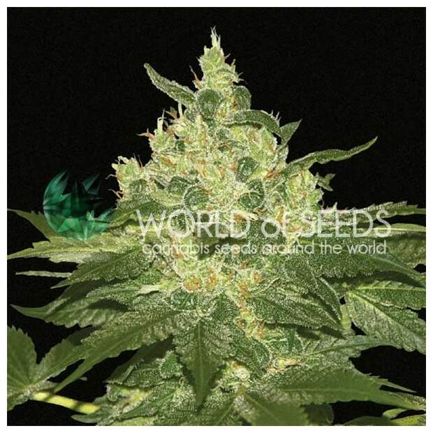 World Of Seeds Afghan Kush (Pure Origin Collection) 7 Stk feminisiert