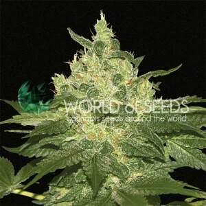 World Of Seeds Afghan Kush (Pure Origin Collection) 7 Stk...