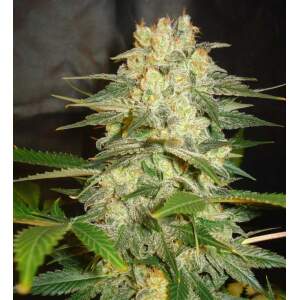 World Of Seeds Afghan Kush Ryder Auto Auto 3 pcs feminised
