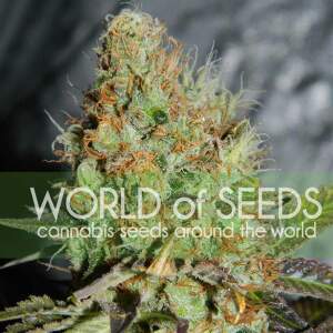 World Of Seeds Afghan Kush Special (Legend Collection) 3...