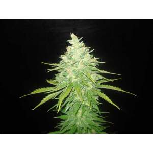 World Of Seeds Afghan Kush X Black Domina Medical 3 pcs...