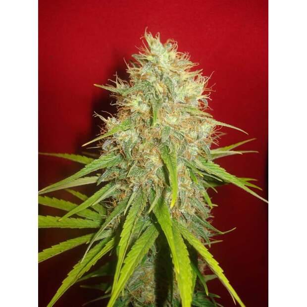 World Of Seeds Afghan Kush X Skunk Medical 3 pcs feminised