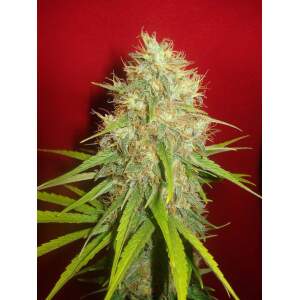 World Of Seeds Afghan Kush X Skunk Medical 3 pcs feminised