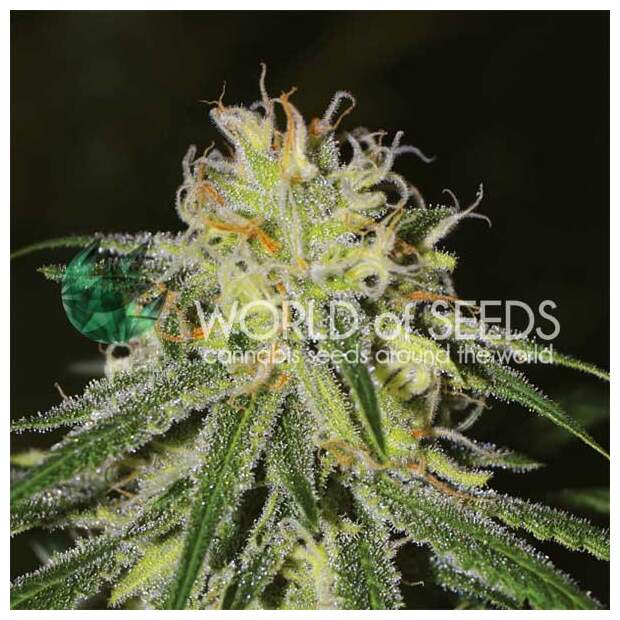 World Of Seeds Amnesia (Legend Collection) 7 pcs feminised