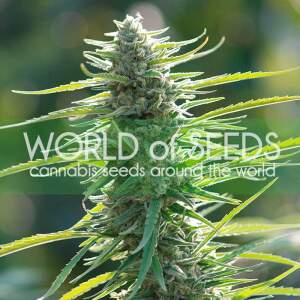 World Of Seeds Colombian Gold (Pure Origin Collection) 7...