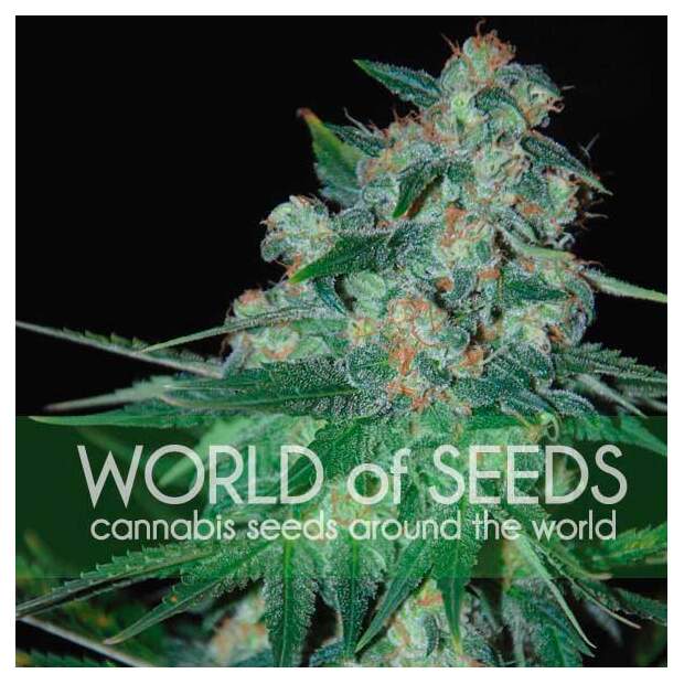 World Of Seeds Ketama 10 pcs regular
