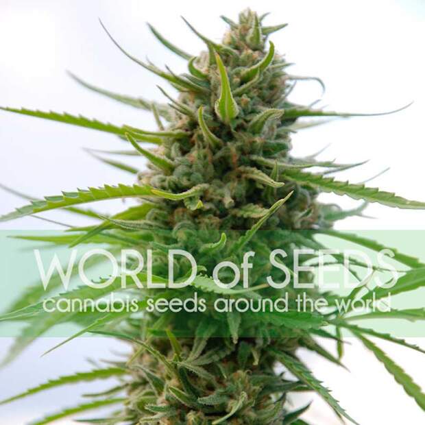 World Of Seeds Kilimanjaro (Pure Origin Collection) 3 pcs feminised