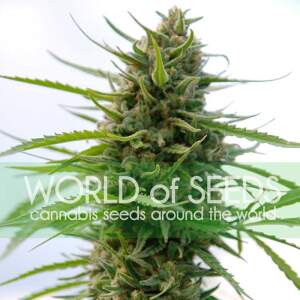 World Of Seeds Kilimanjaro (Pure Origin Collection) 3 pcs...