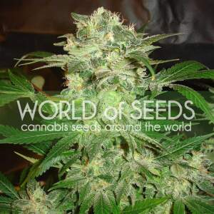 World Of Seeds Mazar Kush (Legend Collection) 3 pcs...