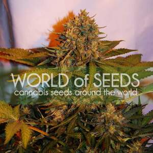 World Of Seeds Northern Light X Big Bud Ryder Auto 12 Stk...